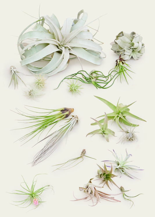 Mystery Air Plant Trio, 20 Assorted Air Plants