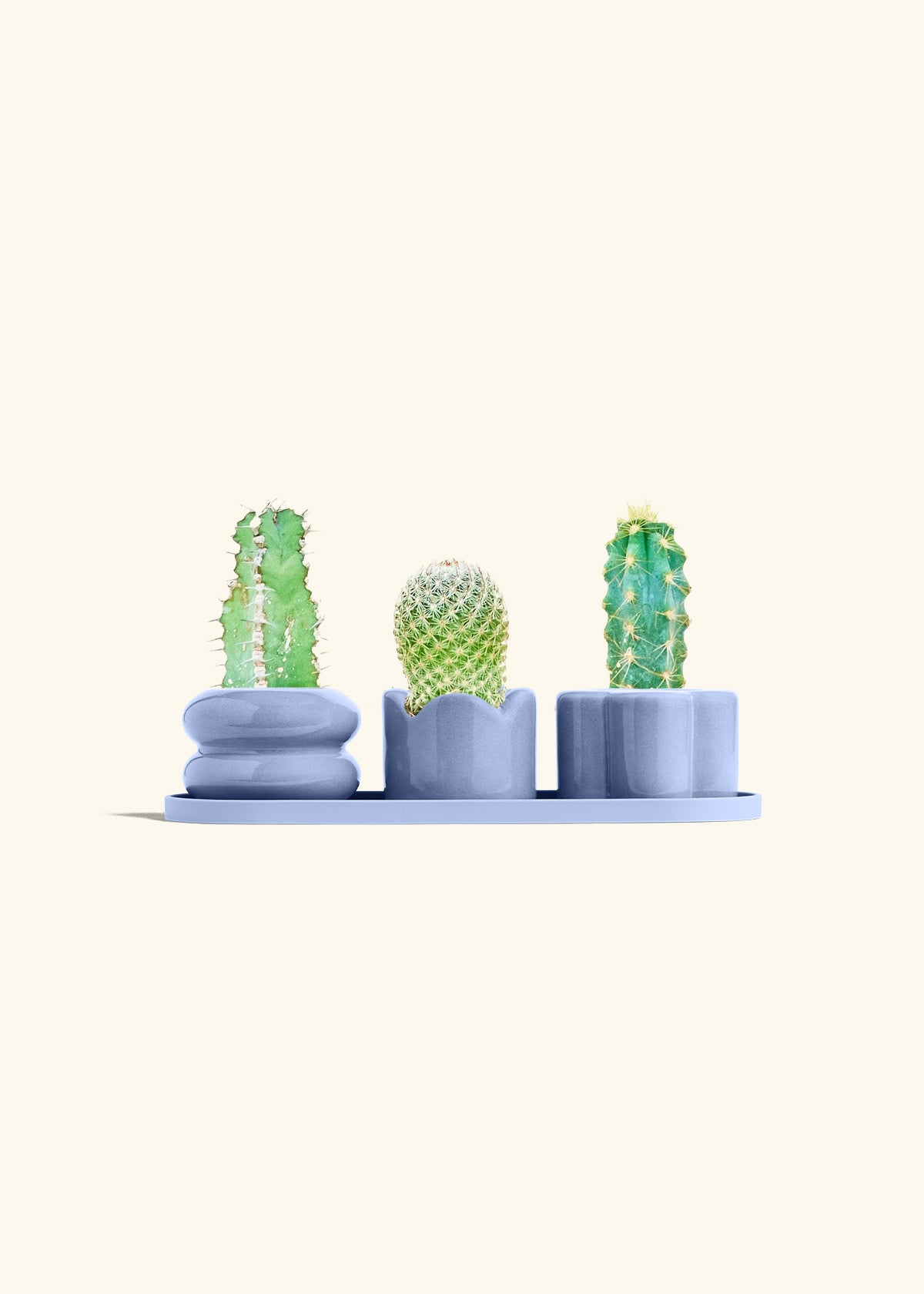 Mini Planter Trio, Cornflower