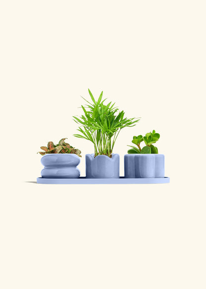 Mini Planter Trio, Cornflower