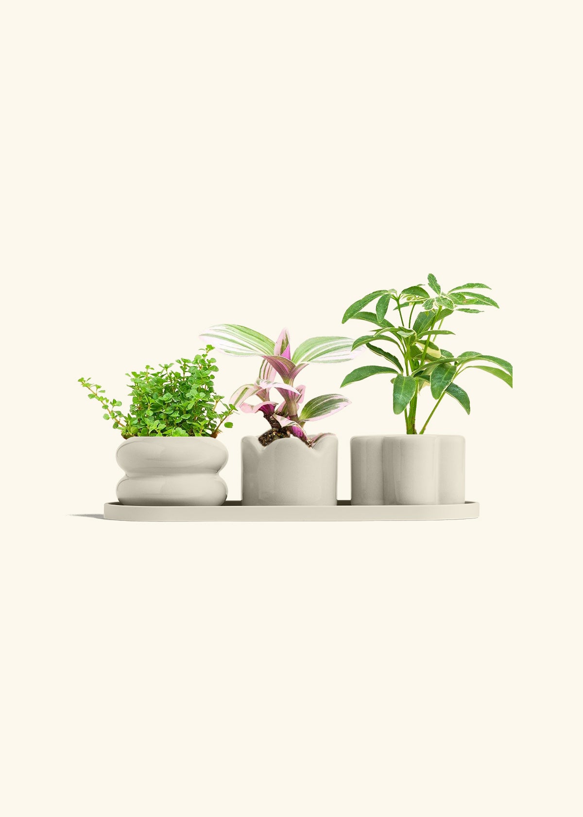 Mini Planter Trio, Oat
