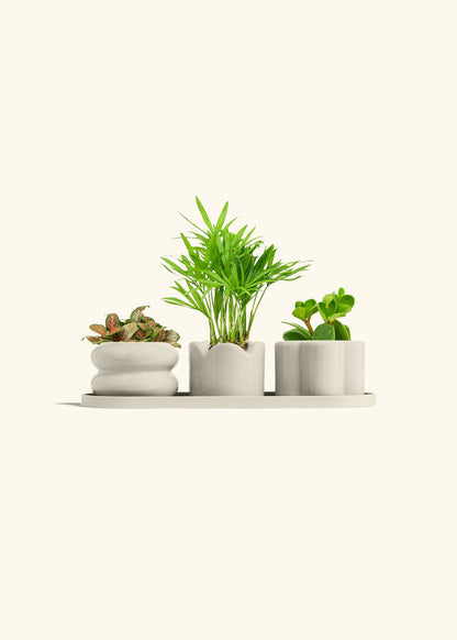 Mini Planter Trio, Oat