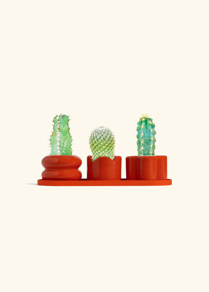 Mini Planter Trio, Poppy