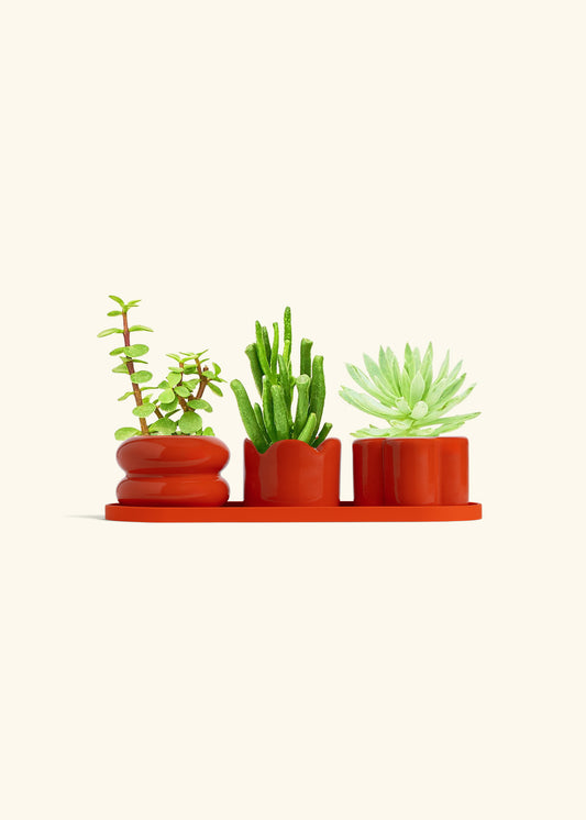 Mini Planter Trio, Poppy