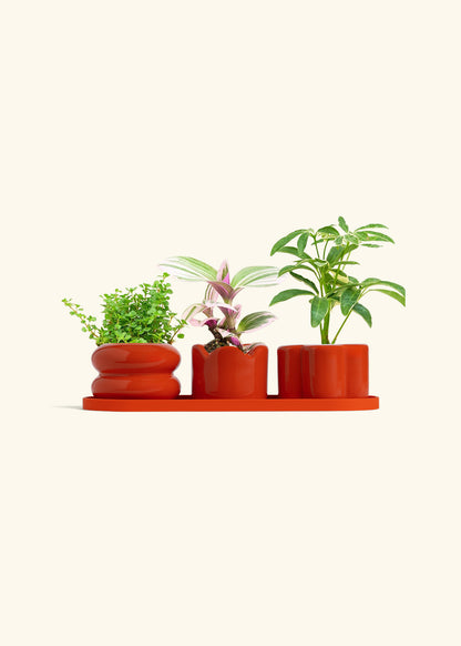 Mini Planter Trio, Poppy