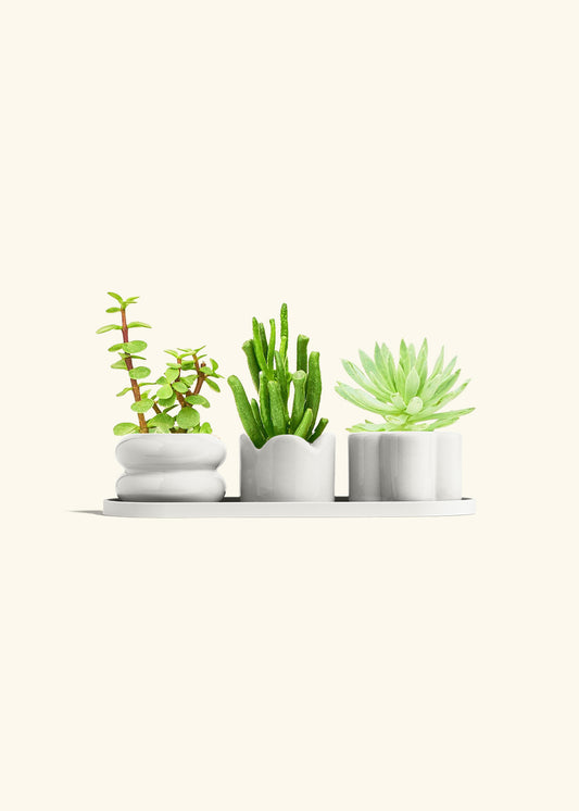 Mini Planter Trio, Oat
