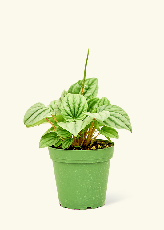 Peperomia Frost in a 4 inches grow pot
