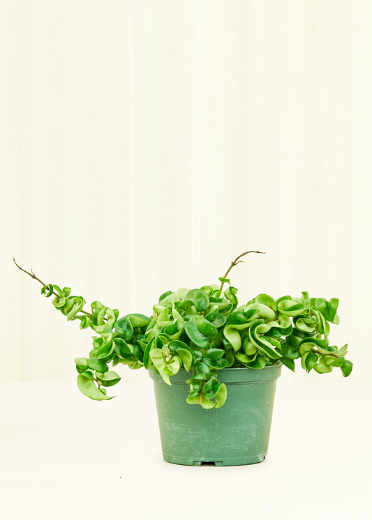 Hindu Rope Plant in a 6 inches grow pot