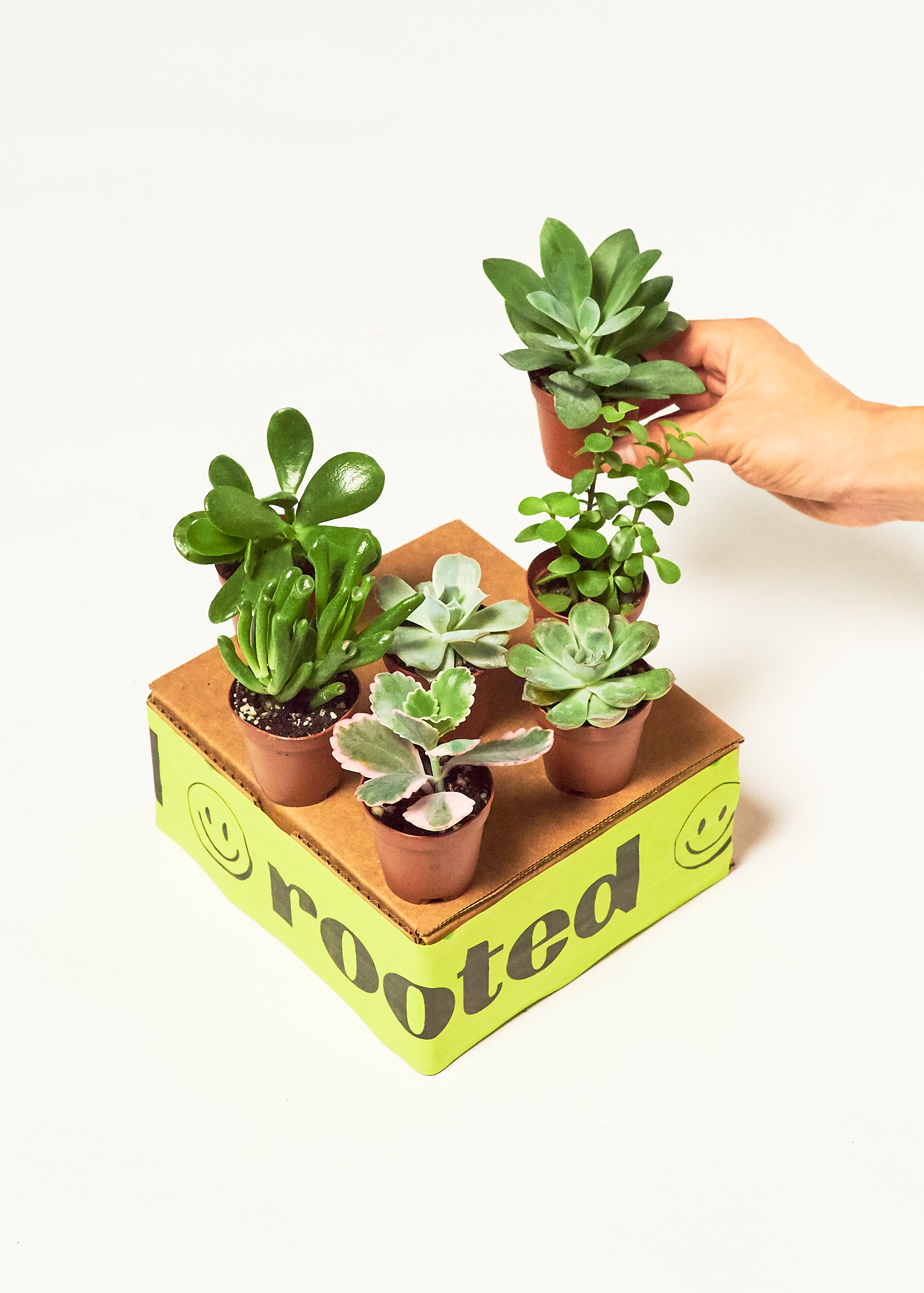 extra small plant
