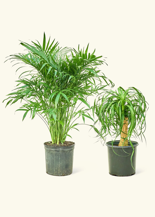 Pet Friendly Duo - Cat Palm and Ponytail Palm in a grow pot
