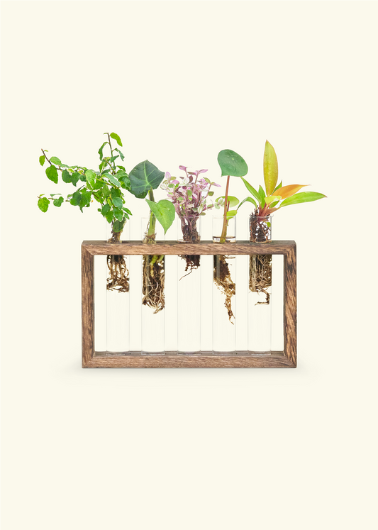 Propagation Grow Kit with five plant plugs, five glass tubes, and one wooden stand.