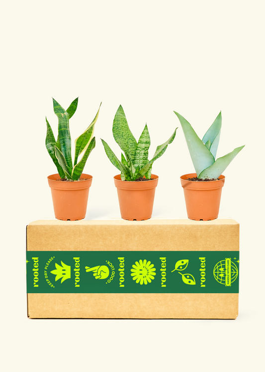 Assorted Snake Plant Box Small Pot